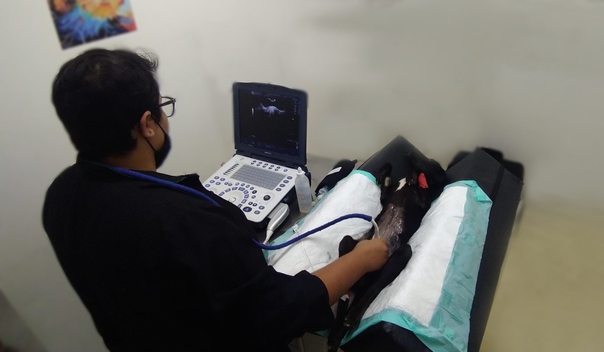 Dra. Mariana - Ultrassonografia Veterinária Móvel